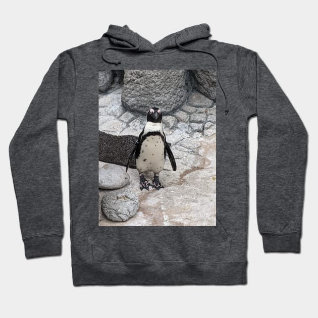 Penguin Hoodie by searchlight